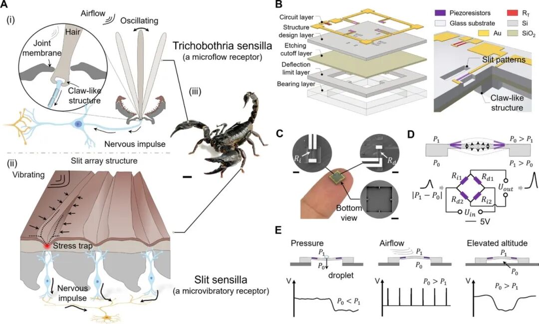 Jilin University: Scorpion-Inspired Biomimetic Sensors Assist Hexapod Robots in "Hunting" Behavior
