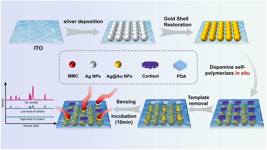 Ultrasensitive Cortisol Detection Using Ag@Au SERS Sensor with Molecularly Imprinted Polymers