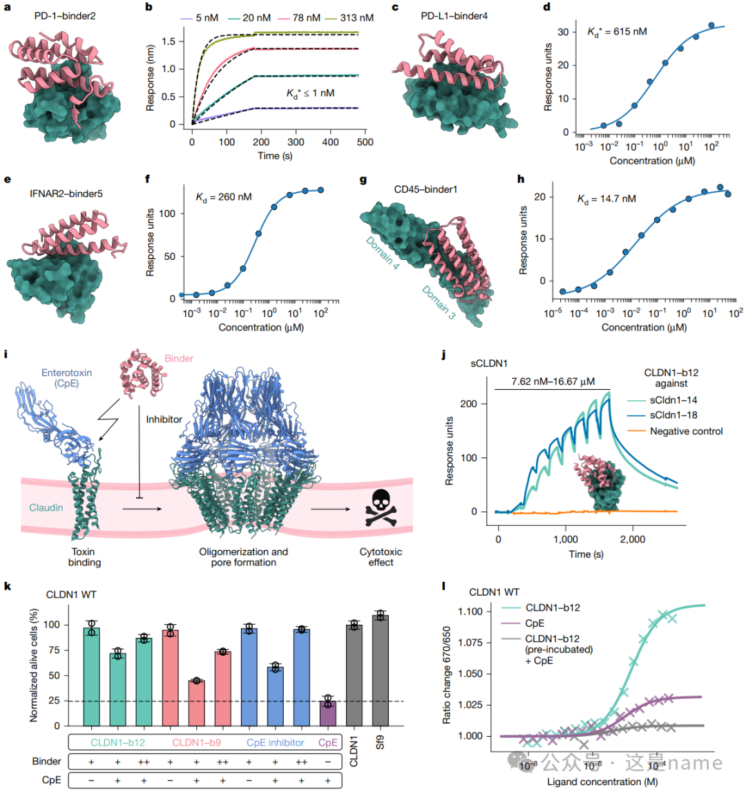 BindCraft: A One-Shot Protein Design Tool for Functional Protein Binders (Nature 2025)