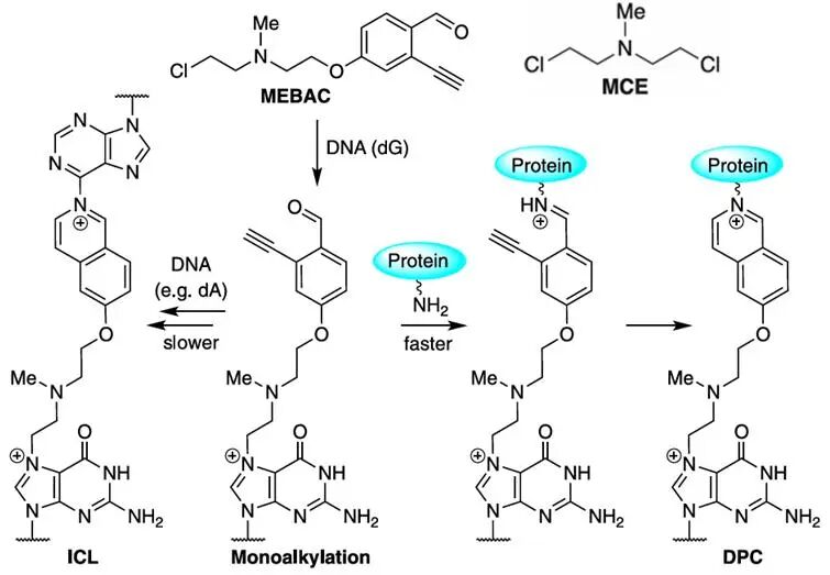A Novel DNA-Protein Cross-Linking Chemical Probe Reveals the Source of Cytotoxicity from DPC