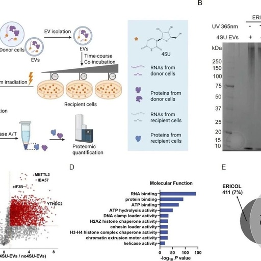 Proteomic Tracking of Extracellular Vesicle RNA Interactors in Recipient Immune Cells through Orthogonal Labelings