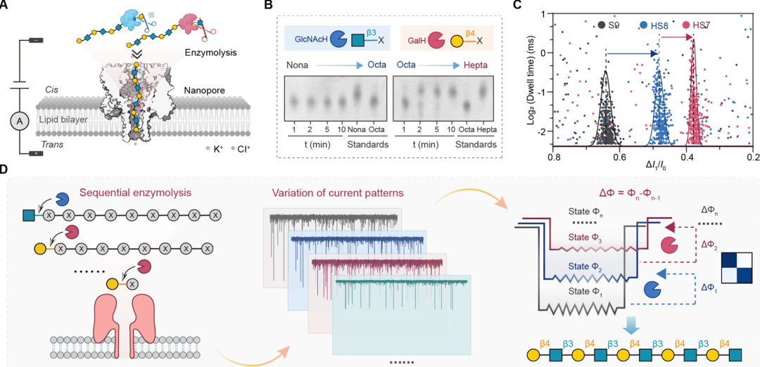 Cutting-Edge Literature: J. Am. Chem. Soc.: Glycosidase-Assisted Nanopore Sensing for Efficient Glycan Sequencing
