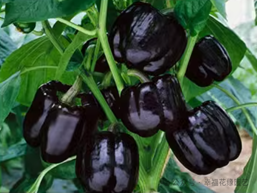 Mini Sweet Peppers: The 'King of Vitamin C' on the Dining Table, Combining Nutrition and Flavor