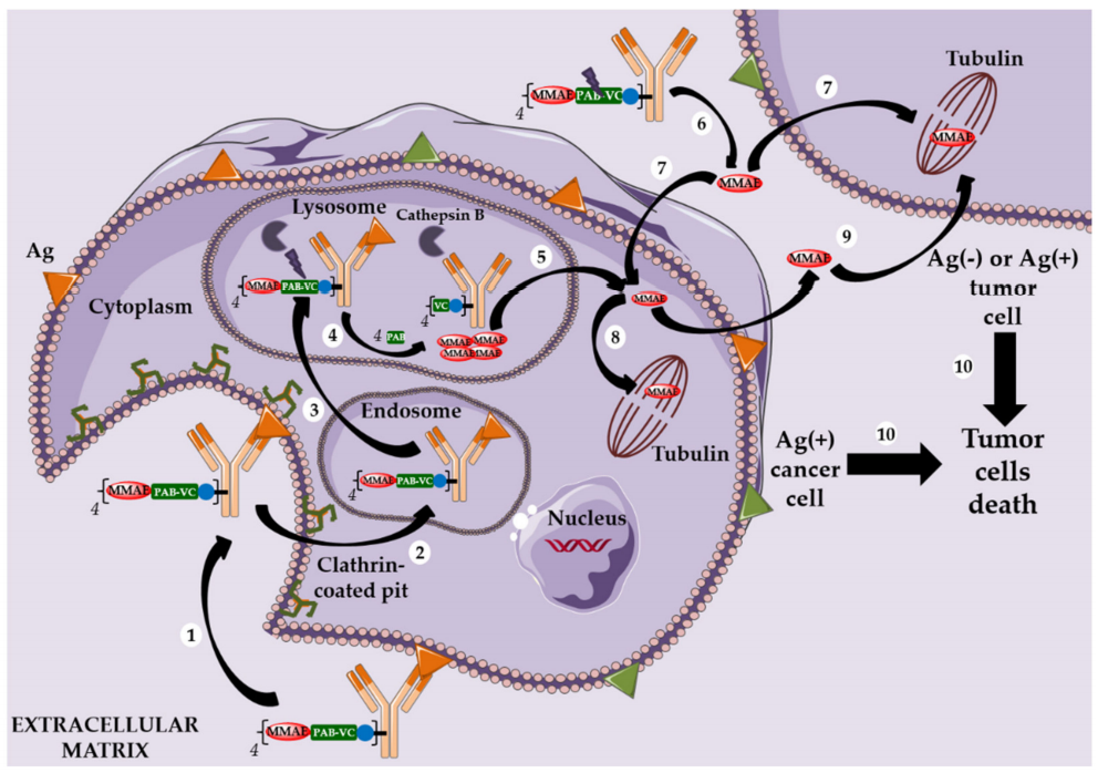 The Evolution of Antibody-Drug Conjugates (ADCs)