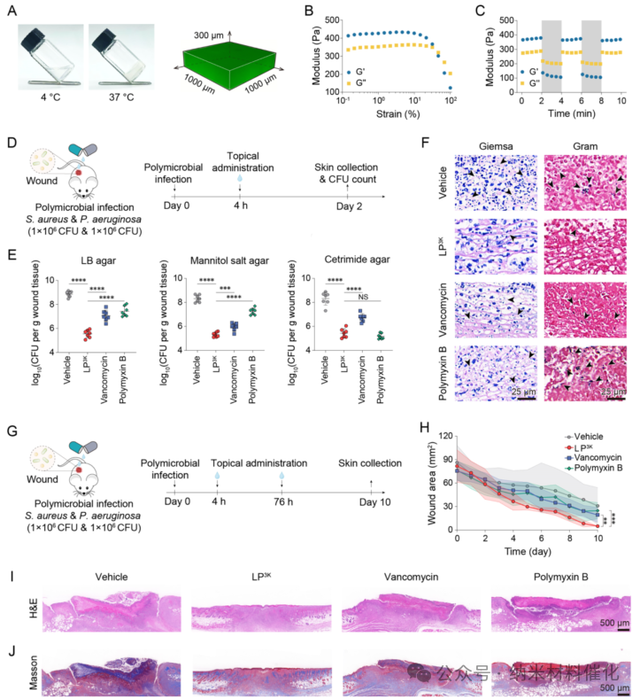 A Bioinspired Lipopeptide Surmounts Therapeutic Dilemmas of Gram-Positive and Gram-Negative Polymicrobial Infection