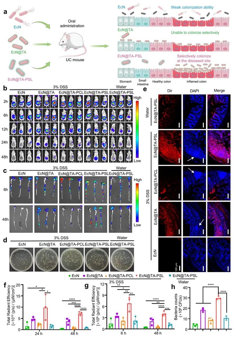 JACS | New Direction for ADC: Triggerable Probiotic-Drug Conjugates