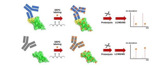 Mass Spectrometry-Driven Epitope Mapping: Application of Diethylpyrocarbonate Covalent Labeling for the Immunotherapeutic Target Programmed Cell Death Protein 1