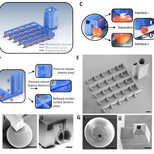 Application Research of Microfluidic Loading and Immersion Sealing Technology in Microrobots for Drug Delivery