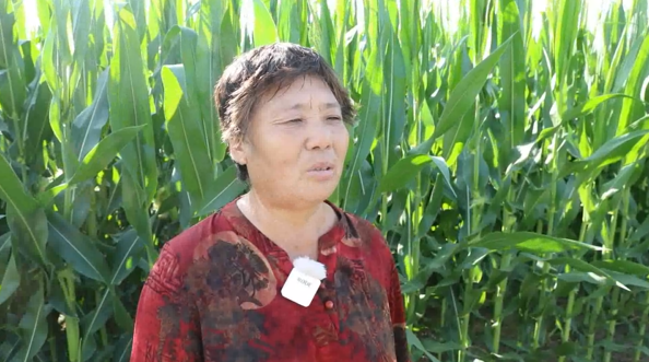 IoT Enables Precise Prediction of Drought and Pest Conditions for Corn Growth in Cheng'an