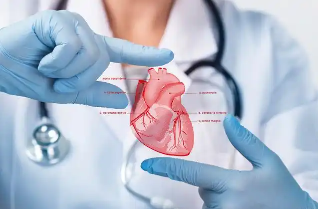 Breaking the 125-Year Lifespan! Can Human Organs Be 'Recreated' with Cell Factories and 3D Printing?