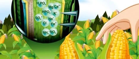 Microneedle Sensors for Plant Ion Monitoring: A Step Towards Smart Agriculture