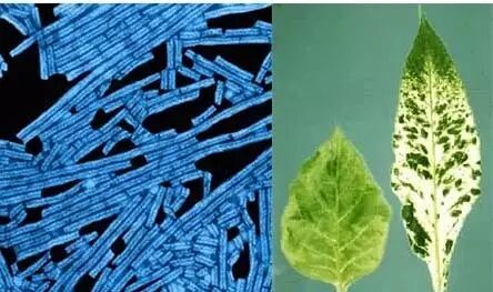 3D Printing of Viruses