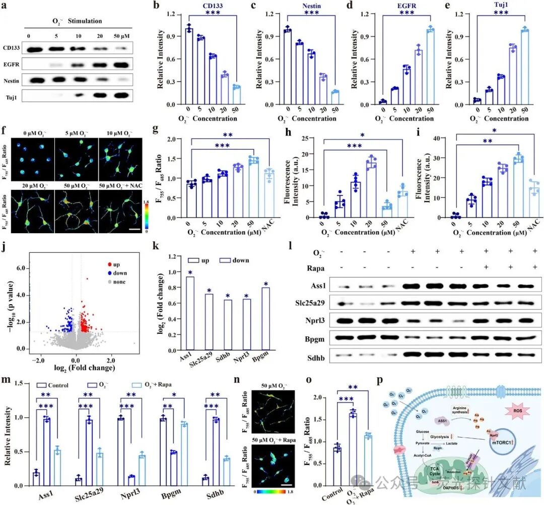 East China Normal University - Tian Yang: Revealing Dynamic Changes in Arginine Metabolism During Neuronal Differentiation Through Ratio Fluorescence Imaging