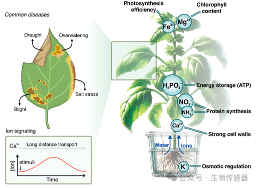 Microneedle Sensors for Plant Ion Monitoring: A Step Towards Smart Agriculture