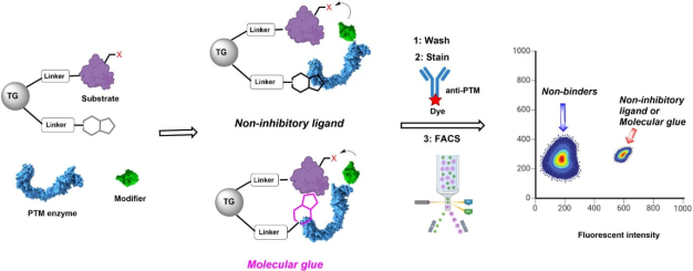 A Functional Assay for Mining Noninhibitory Enzyme Ligands from One Bead One Compound Libraries: Application to E3 Ubiquitin Ligases