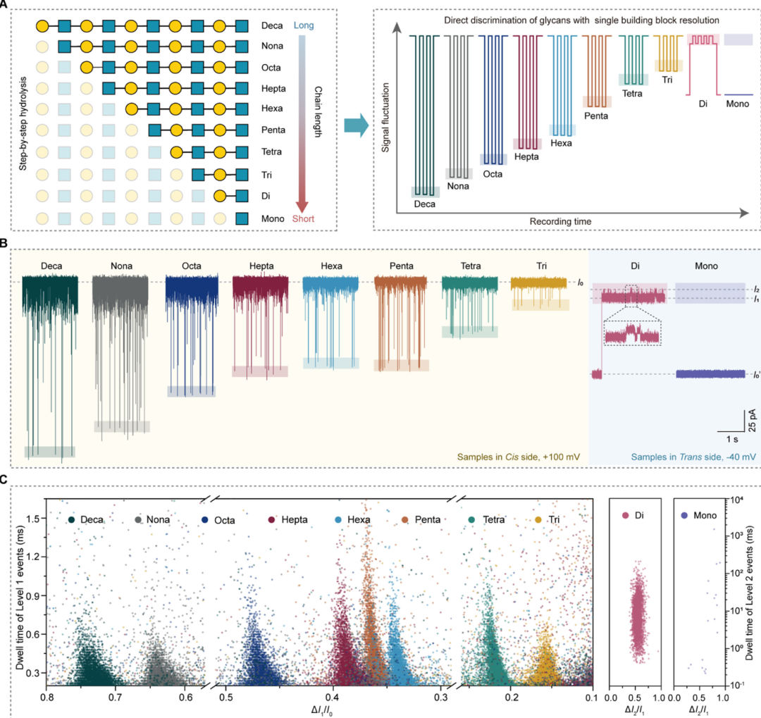 Cutting-Edge Literature: J. Am. Chem. Soc.: Glycosidase-Assisted Nanopore Sensing for Efficient Glycan Sequencing
