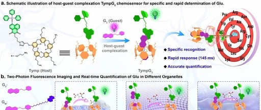 Engineering Supramolecular Fluorescent Chemical Sensors for Dynamic Multiscale Visualization of Glutamate in Living Systems