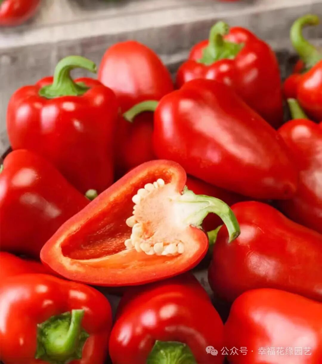 Mini Sweet Peppers: The 'King of Vitamin C' on the Dining Table, Combining Nutrition and Flavor