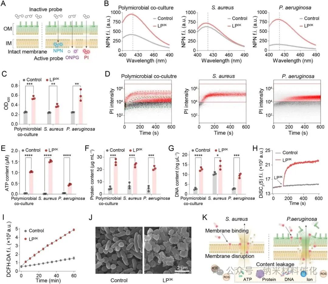 A Bioinspired Lipopeptide Surmounts Therapeutic Dilemmas of Gram-Positive and Gram-Negative Polymicrobial Infection