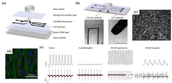 Design Strategies and Applications of Wearable Piezoresistive Strain Sensors with Dimensionality-Based Conductive Network Structures