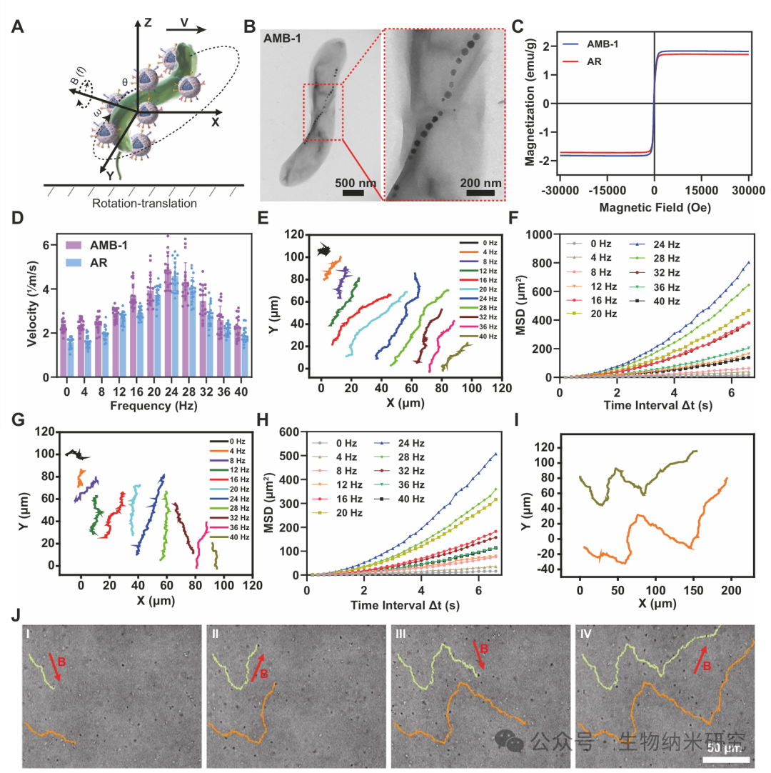 Microbots Strike! Yu Yingfeng/Peng Fei/Shen Lihan Nature Subjournal: Magnetically Controlled "Bacterial Team" for Precise Treatment of Pneumonia