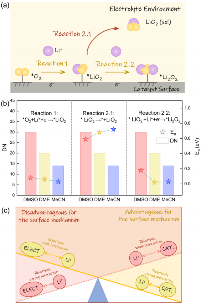 Ab Initio Molecular Dynamics Simulation of Co-N-C Single-Atom Catalysts at the Electrolyte Interface for Oxygen Reduction Reaction