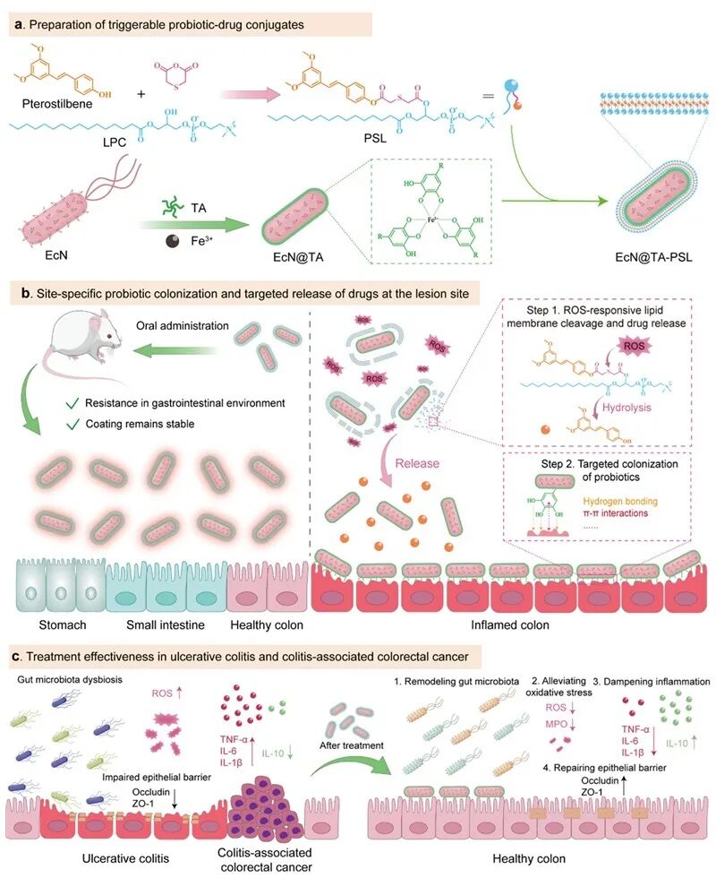 JACS | New Direction for ADC: Triggerable Probiotic-Drug Conjugates