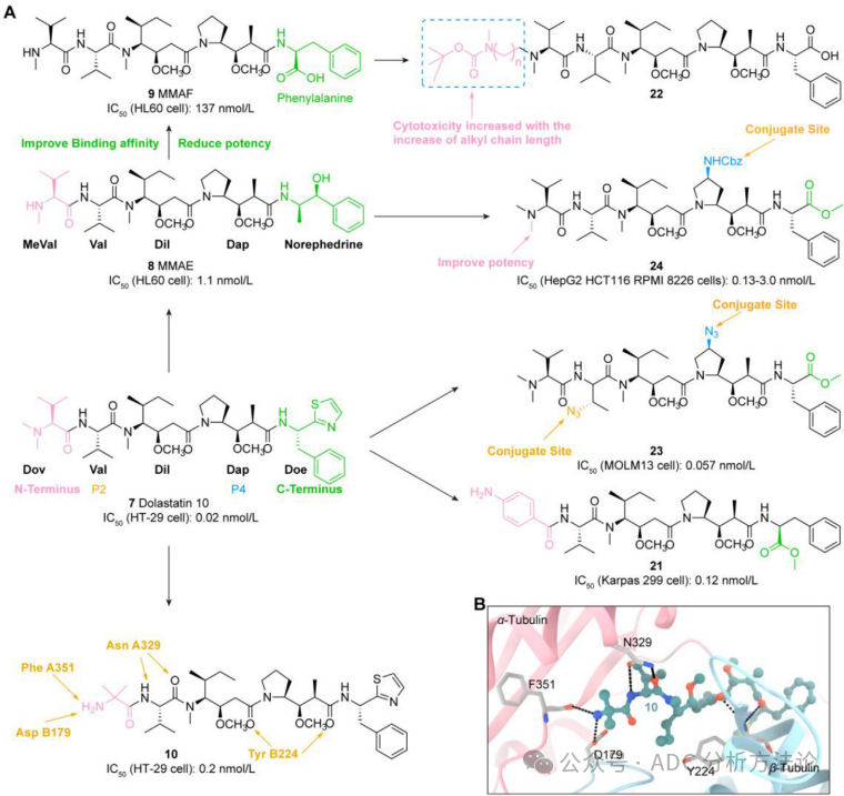 ADC Drug Payload Series (Part 2): Microtubule Protein Inhibitor Auristatin