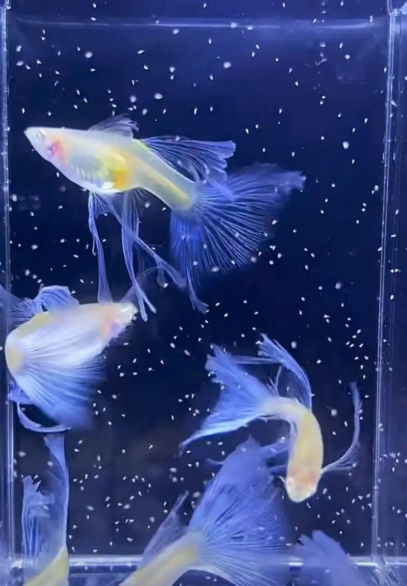 What Does 'Big C' Mean in Guppy Breeding?