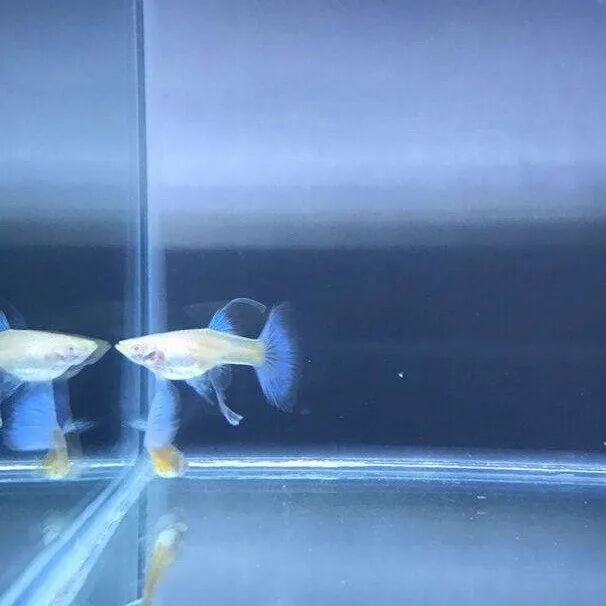 What Does 'Big C' Mean in Guppy Breeding?
