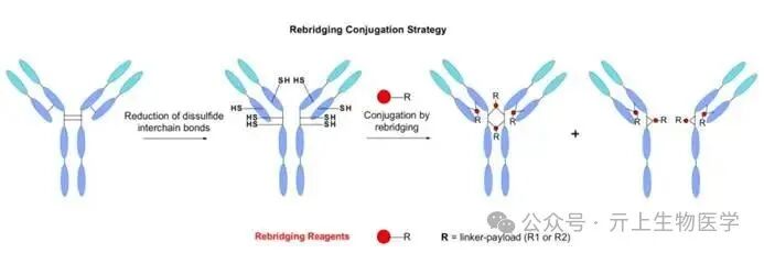 Overview of ADC Conjugation Technology