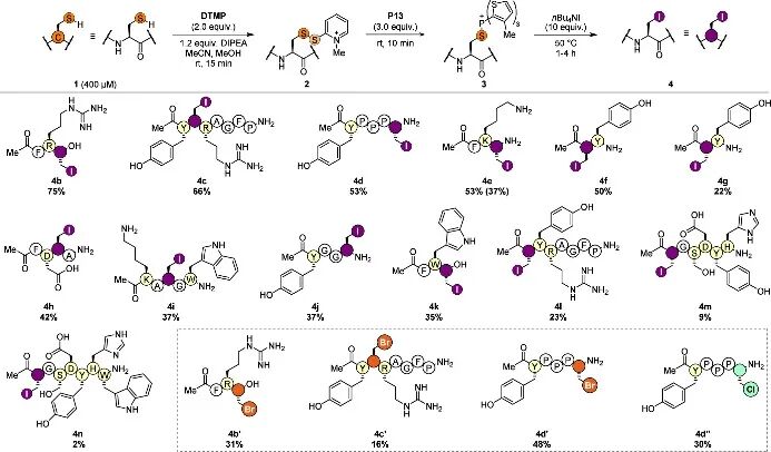 Opening New Pathways for Peptide Modification: Direct Editing of Cysteine Side Chains to Electrophilic Alkyl Halides