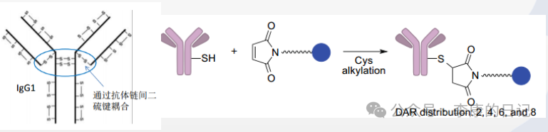 Summary and Reflections on the Application of Chemical Industry Technology 3 - ADC/XDC Conjugation (Pharmaceutical Industry)