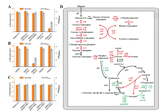 Biosensor Exploration: Enhancing L-Threonine Production in Escherichia coli