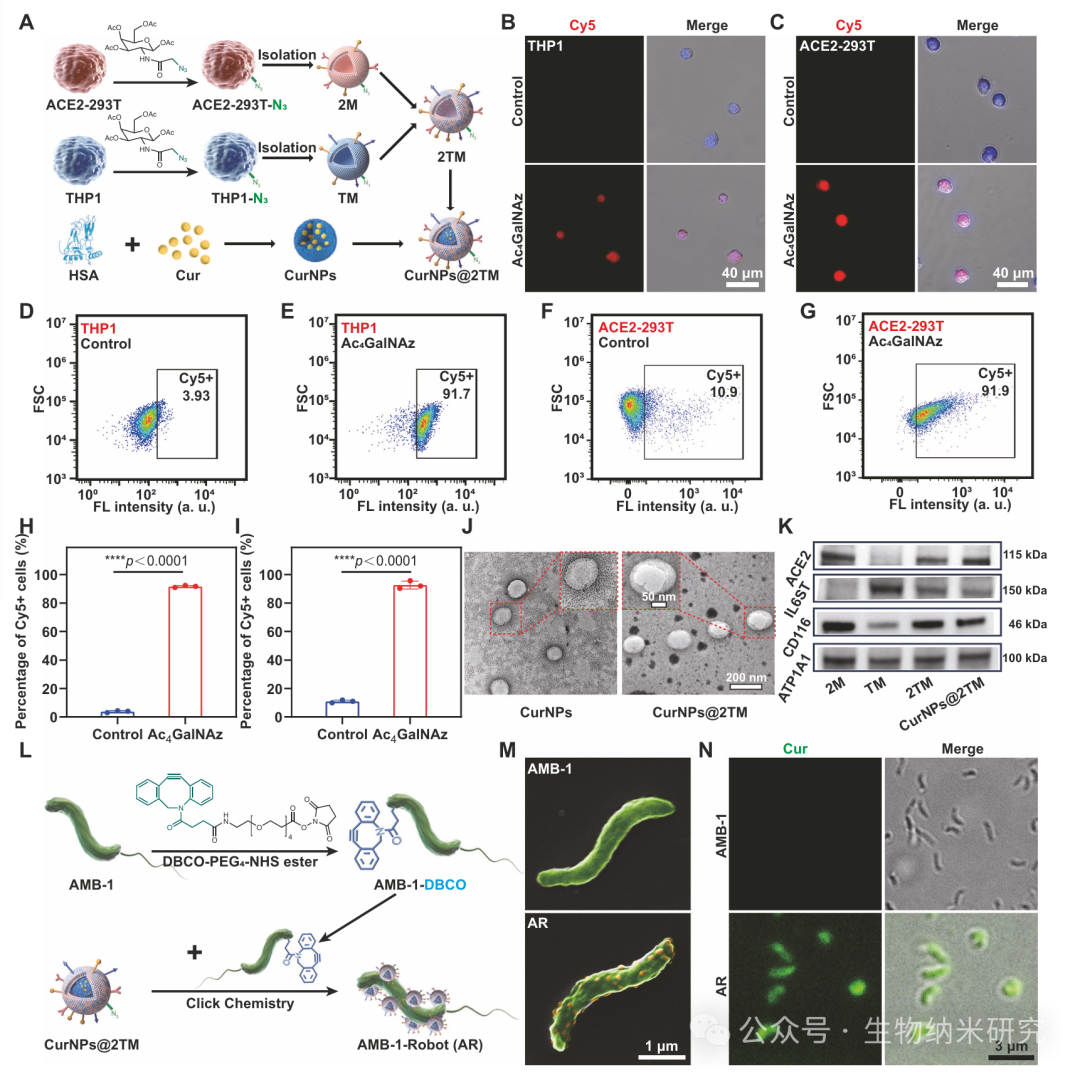 Microbots Strike! Yu Yingfeng/Peng Fei/Shen Lihan Nature Subjournal: Magnetically Controlled "Bacterial Team" for Precise Treatment of Pneumonia