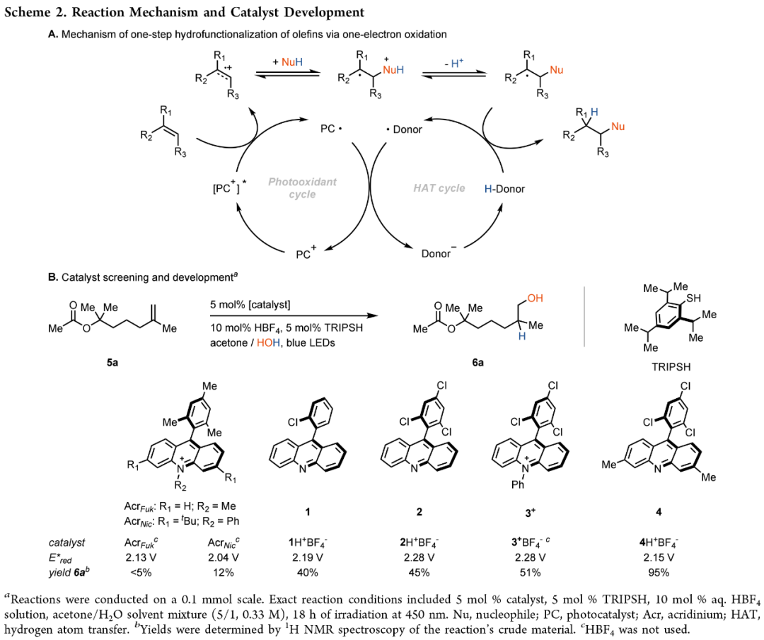N-Protonated Acridinium Catalyst Enables Anti-Markovnikov Hydration of Unconjugated Tri- and Disubstituted Olefins