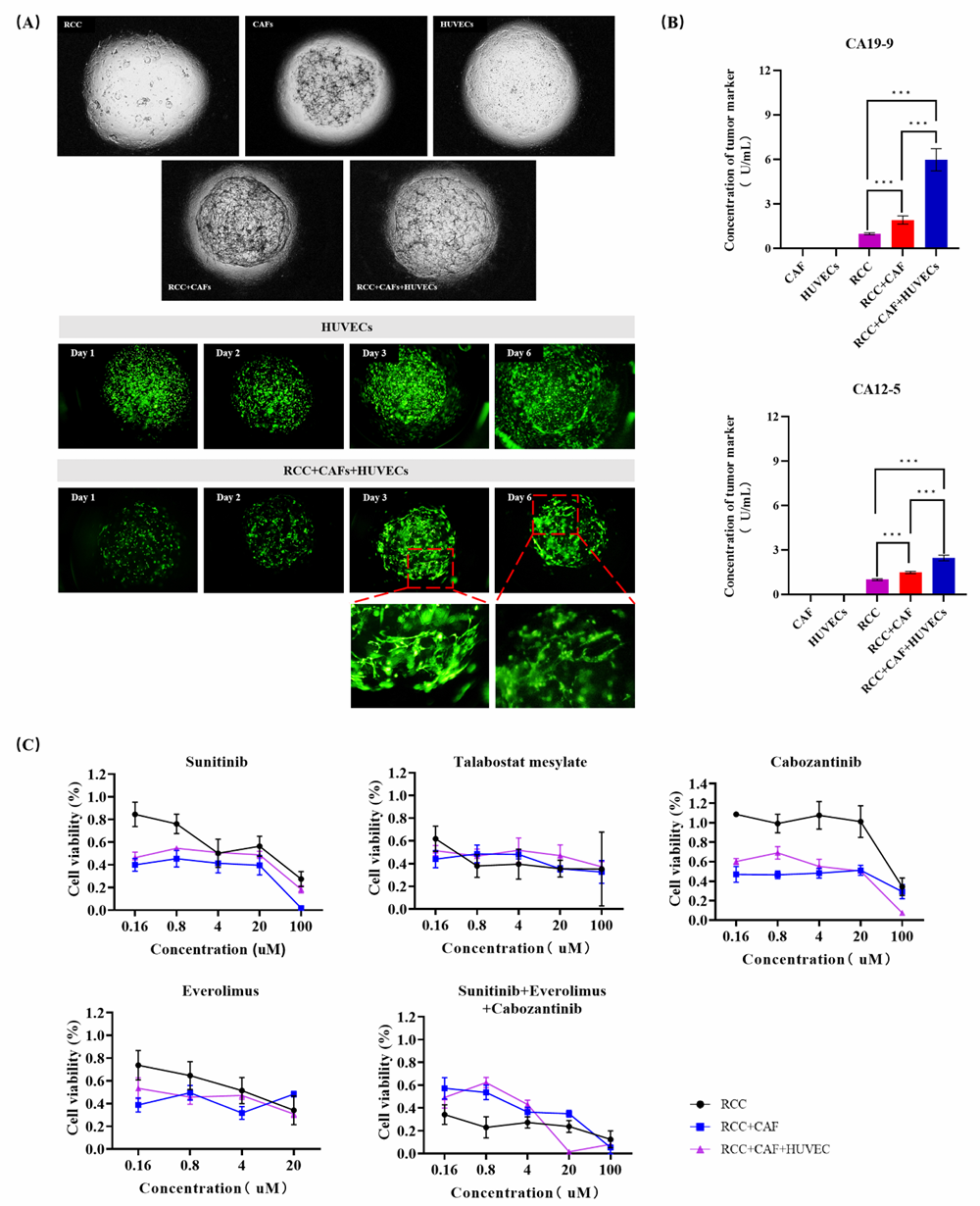 3D Bioprinting and Organoid Technology: Biofabrication of Multicellular Organoid Models to Recreate the Real Tumor Microenvironment