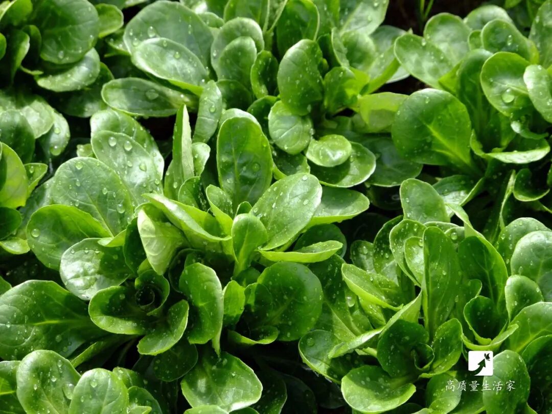 Top 10 Vegetables Rich in Vitamin C: Broccoli Ranks 10th, While the Most Loved is Number 1 - Don't Just Rely on Lemons for Vitamin C
