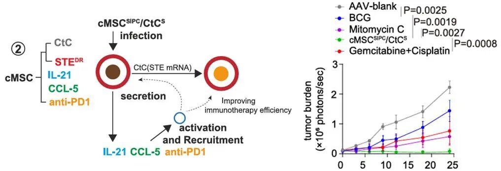 Reprogramming the Tumor Microenvironment with c-MYC-Based Gene Circuit Platform to Enhance Specific Cancer Immunotherapy