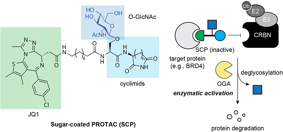 Literature Sharing | J. Am. Chem. Soc | Enzyme-Activated Sugar-Coated Bifunctional Degraders