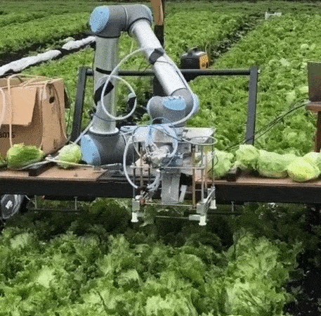 A 50-Year-Old Man Returns to Cambridge for an AI PhD, Developing a Robot to Harvest Lettuce Using AI