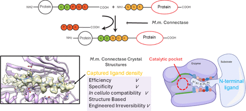 Structural Basis of High-Precision Protein Ligation and Its Application