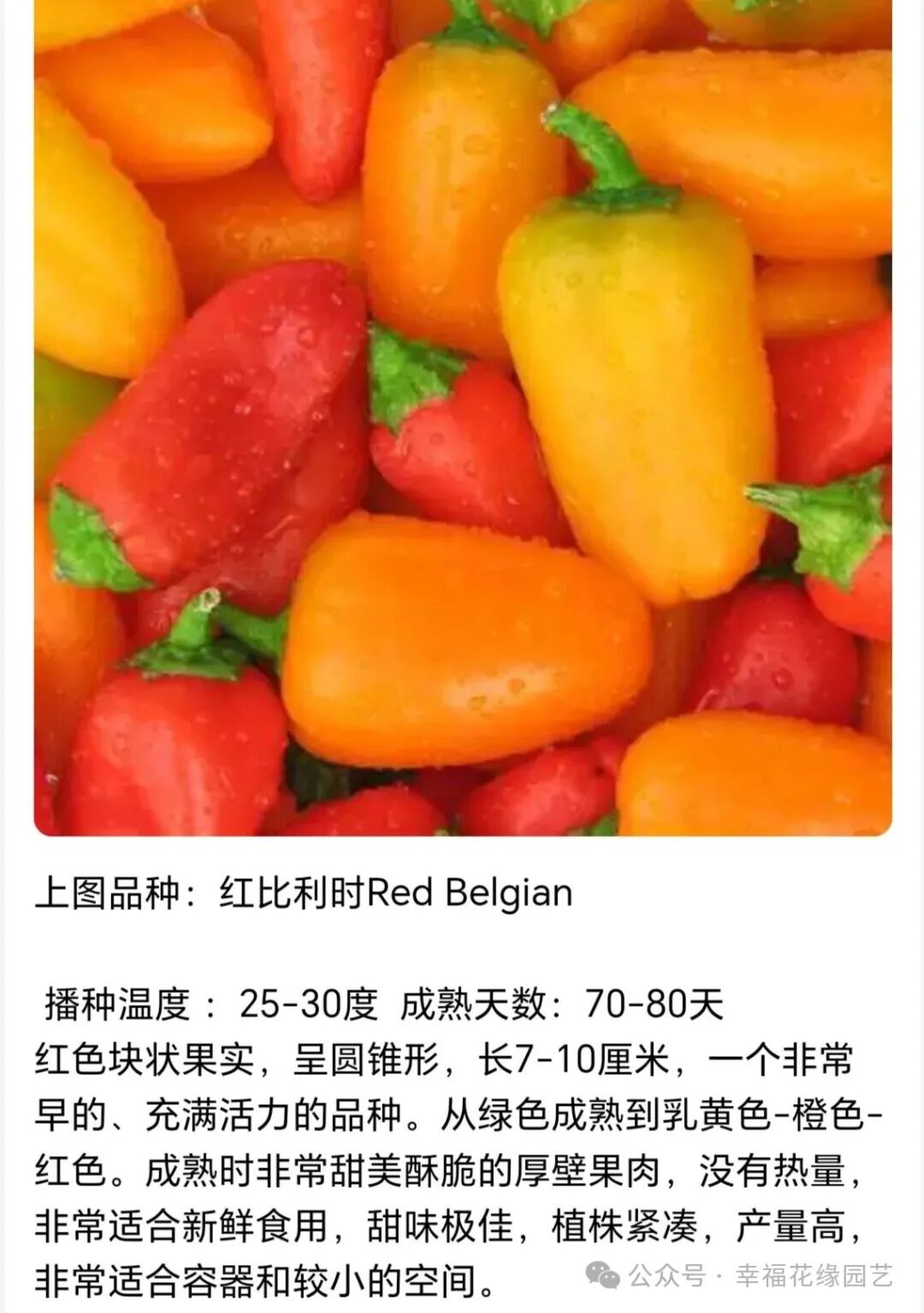 Mini Sweet Peppers: The 'King of Vitamin C' on the Dining Table, Combining Nutrition and Flavor