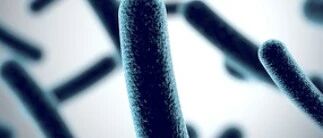 Biosensor Exploration: Enhancing L-Threonine Production in Escherichia coli