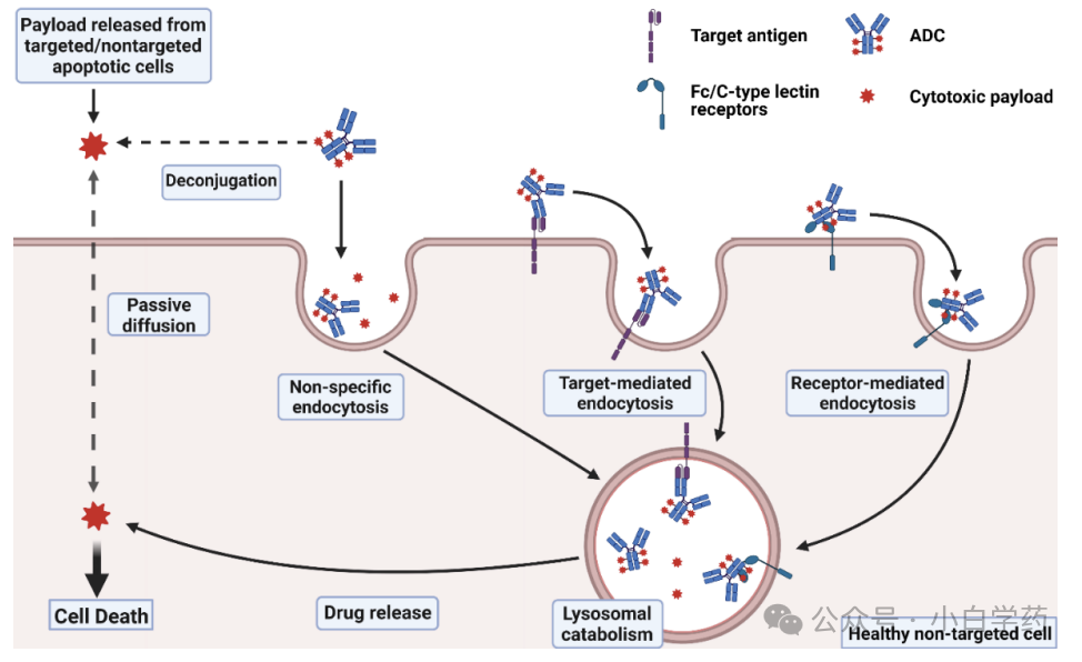 Opportunities for Newcomers in ADC Drugs Amid Challenges!