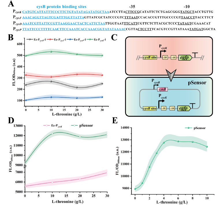 Biosensor Exploration: Enhancing L-Threonine Production in Escherichia coli