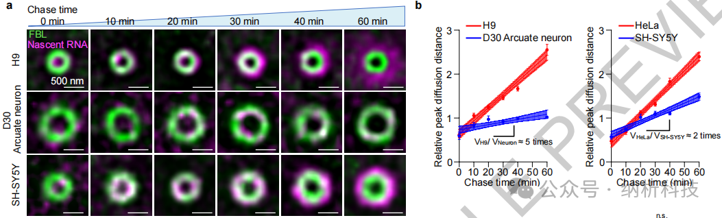 Multi-SIM Supports Publication in Nature: The Spatial Patterns of pre-rRNA Processing and the Multi-Level Structure of the Nucleolus