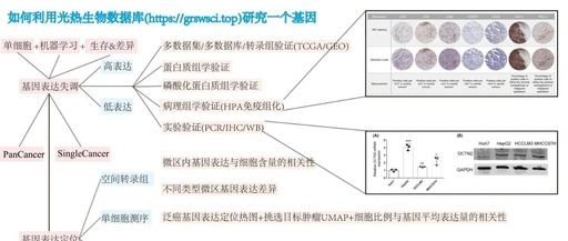 Mechanistic Study of tsRNA-GlyGCC Regulating the SPIB/JAK-STAT Pathway to Promote Chemoresistance in Colorectal Cancer