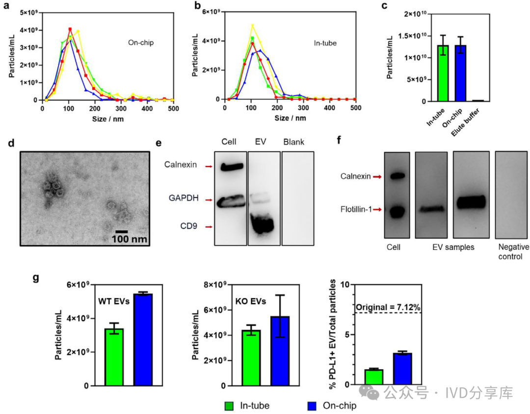 Digital Microfluidic Platform for Integrated Electrochemical Sensors: Automated Extraction and Detection of Extracellular Vesicles