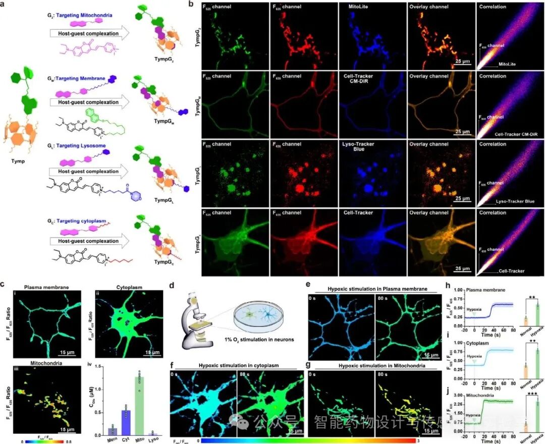 An Engineered Supramolecular Fluorescent Chemosensor for Multiscale Visualization of Glutamate Dynamics in Living Systems